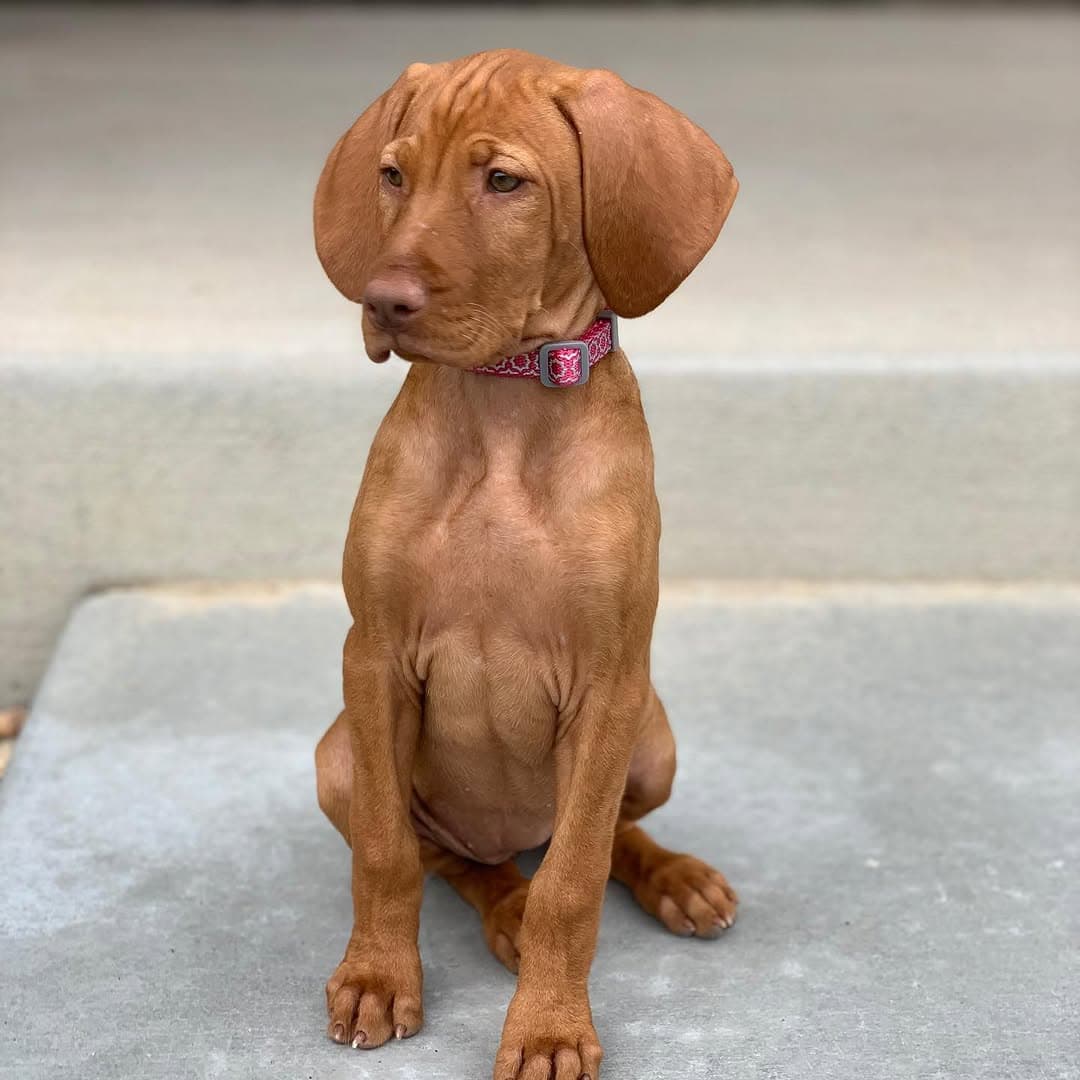 Ginny, a female Vizsla puppy