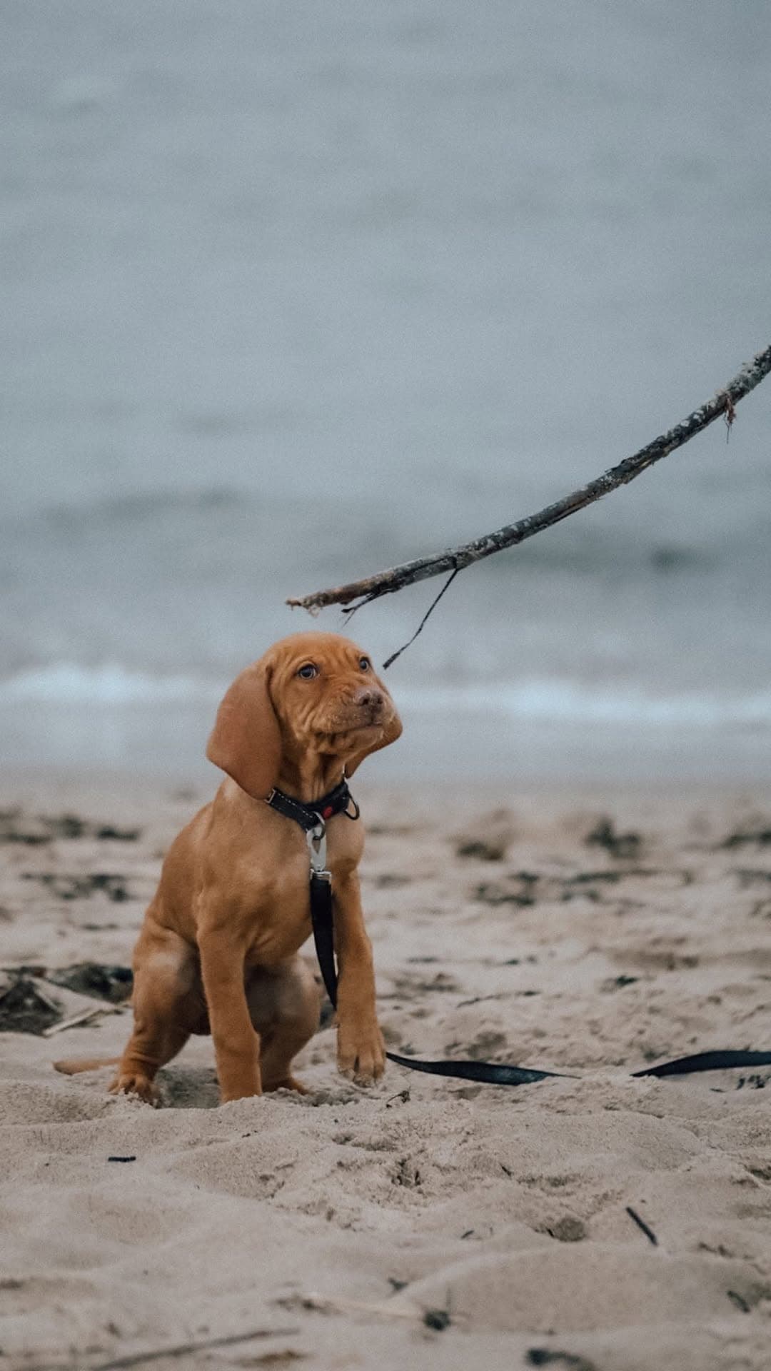 Kemba, a female Vizsla puppy