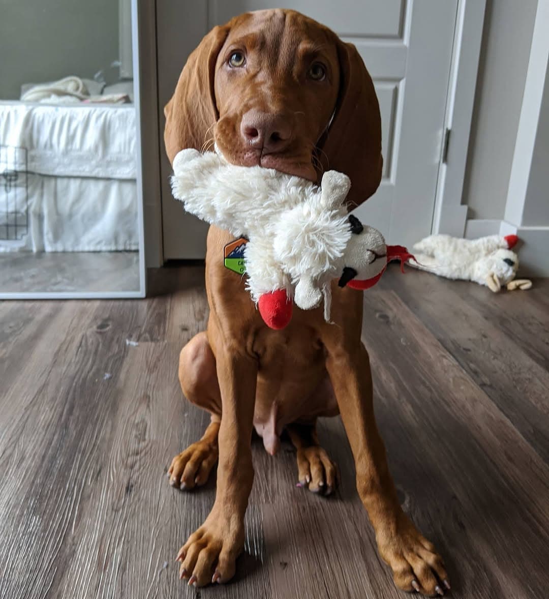 Cal, a male Vizsla puppy