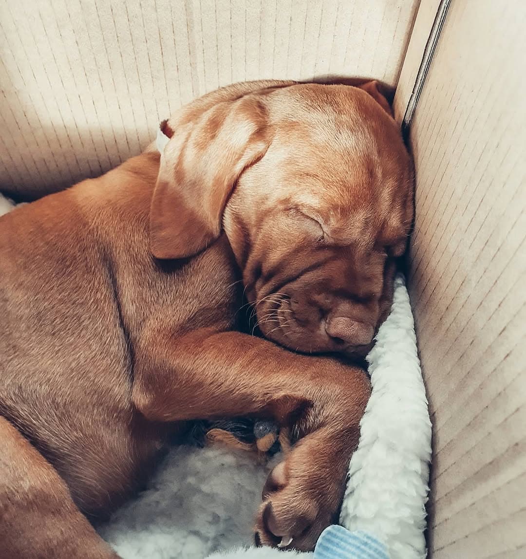 Luther, a male Vizsla puppy
