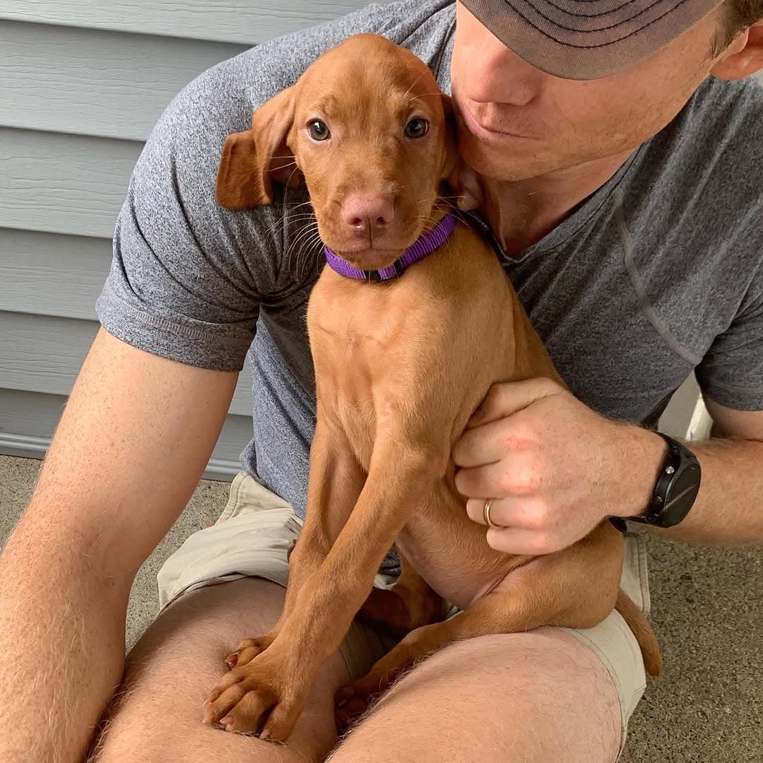 Willa, a female Vizsla puppy