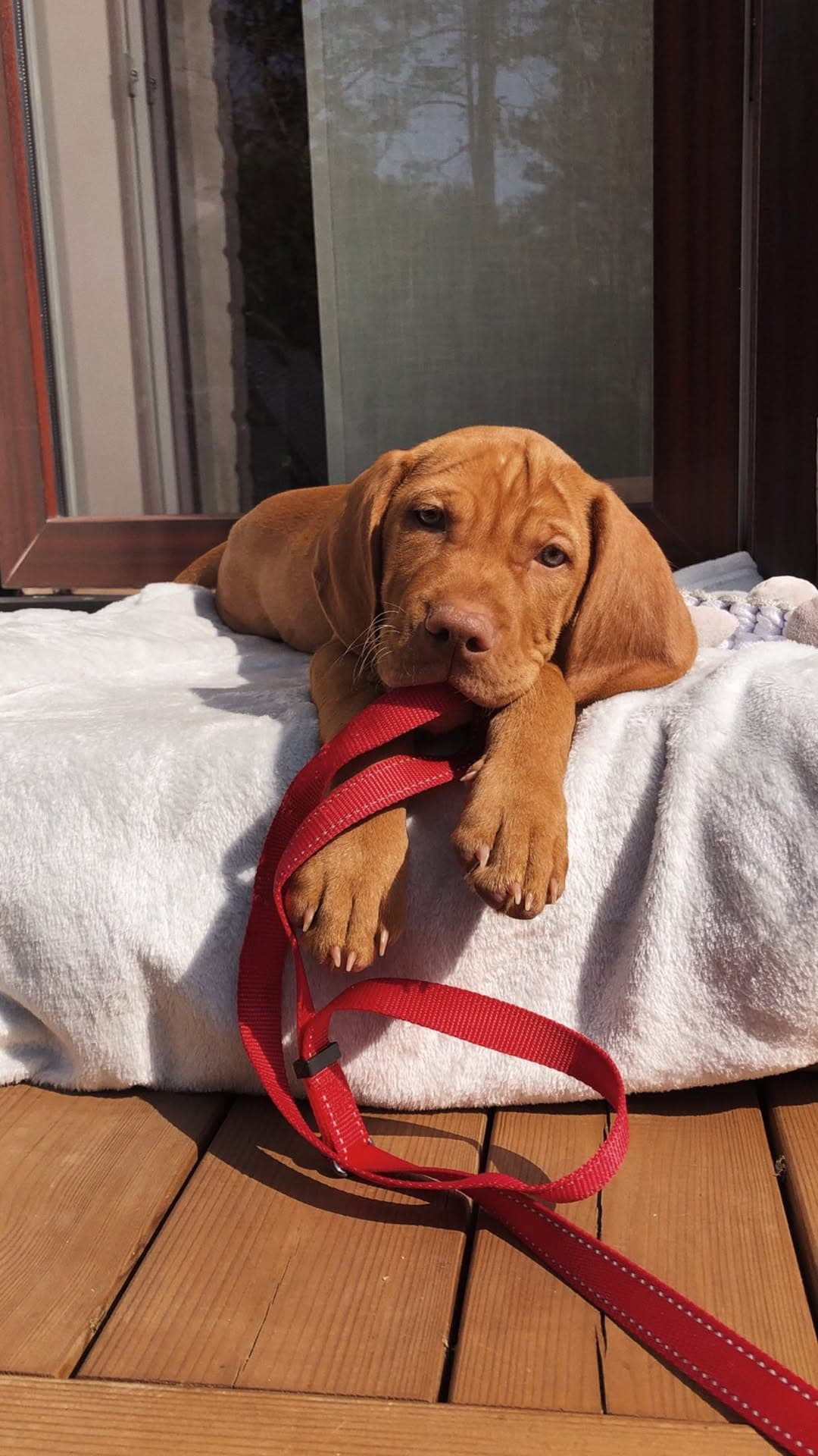 Kemba — a Royal Vizsla puppy