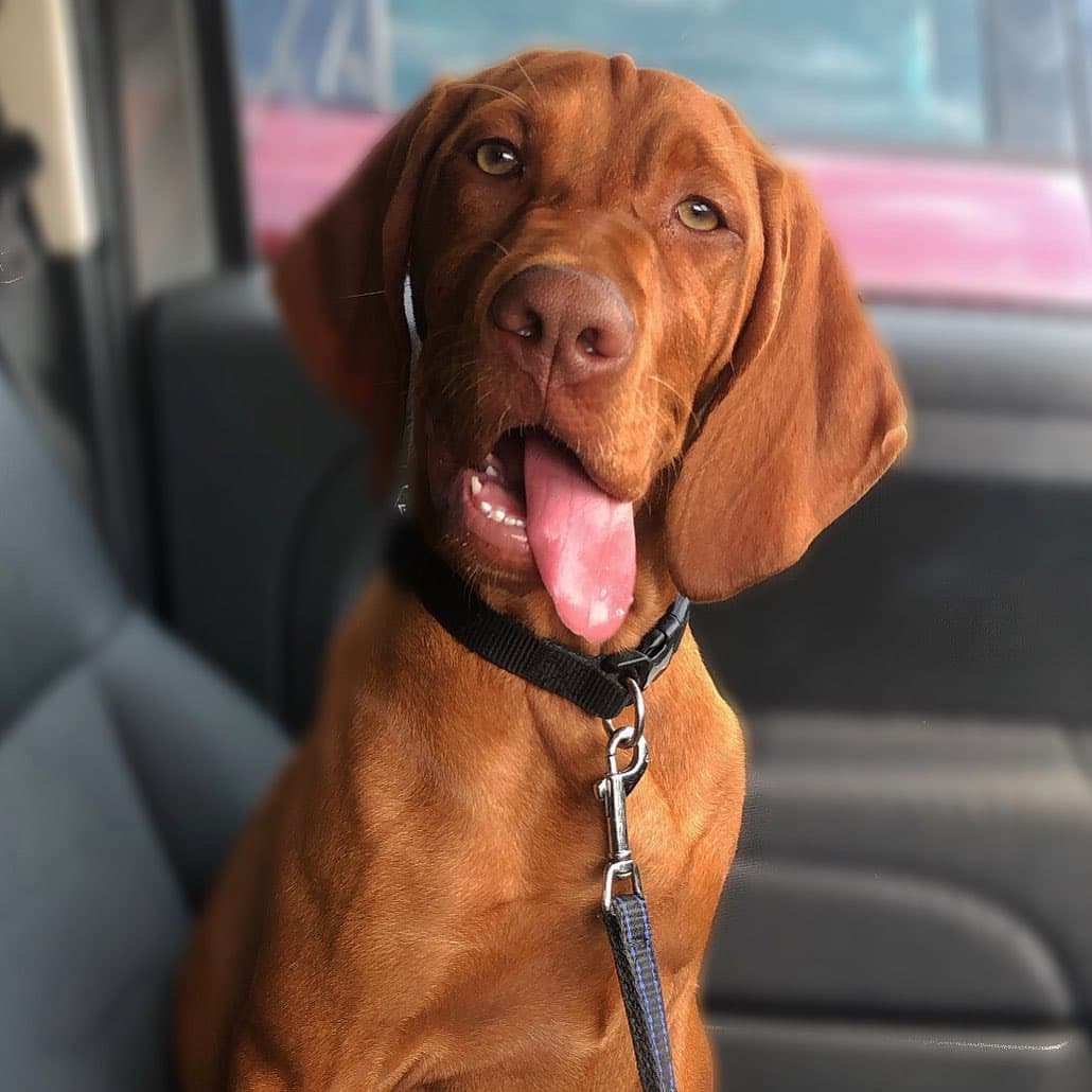 Zora, a female Vizsla puppy